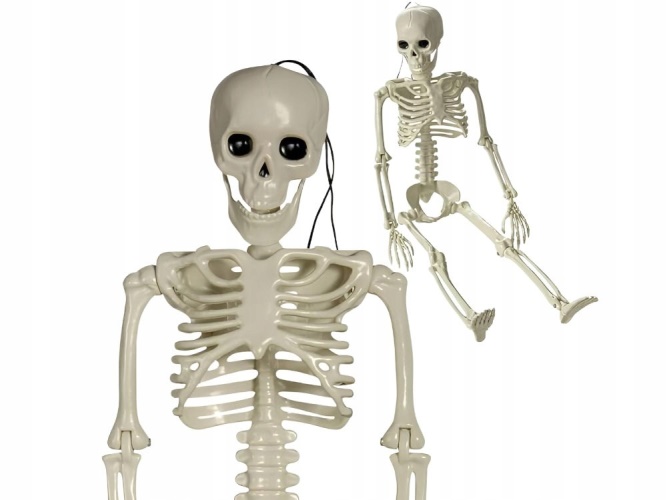 Lidská kostra skelet 40 cm halloween dekorace