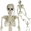Lidská kostra skelet 40 cm halloween dekorace