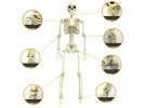 Lidská kostra skelet 40 cm halloween dekorace